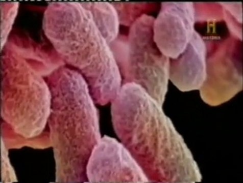 Historia del microscopio: Zacharias Janssen