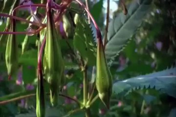 خدا کی ایسی قدرت جسے آپ دیکھ کہ دنگ رہ جائیں گے