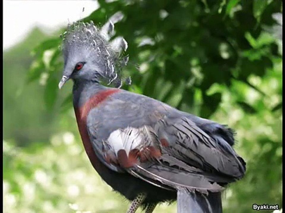 ЕВГЕНИЙ КУЛИКОВ БЕДНЫЕ ГОЛУБИ