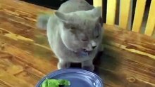 Кота застукали, потрясающая реакция))