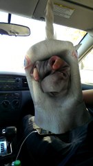 Un conducteur embeté par une curieuse licorne