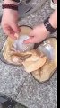 He Found A Clam. When He Opens It... WOW!!!!!