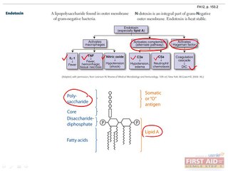 Microbiology Clinical Bacteriology Part 3