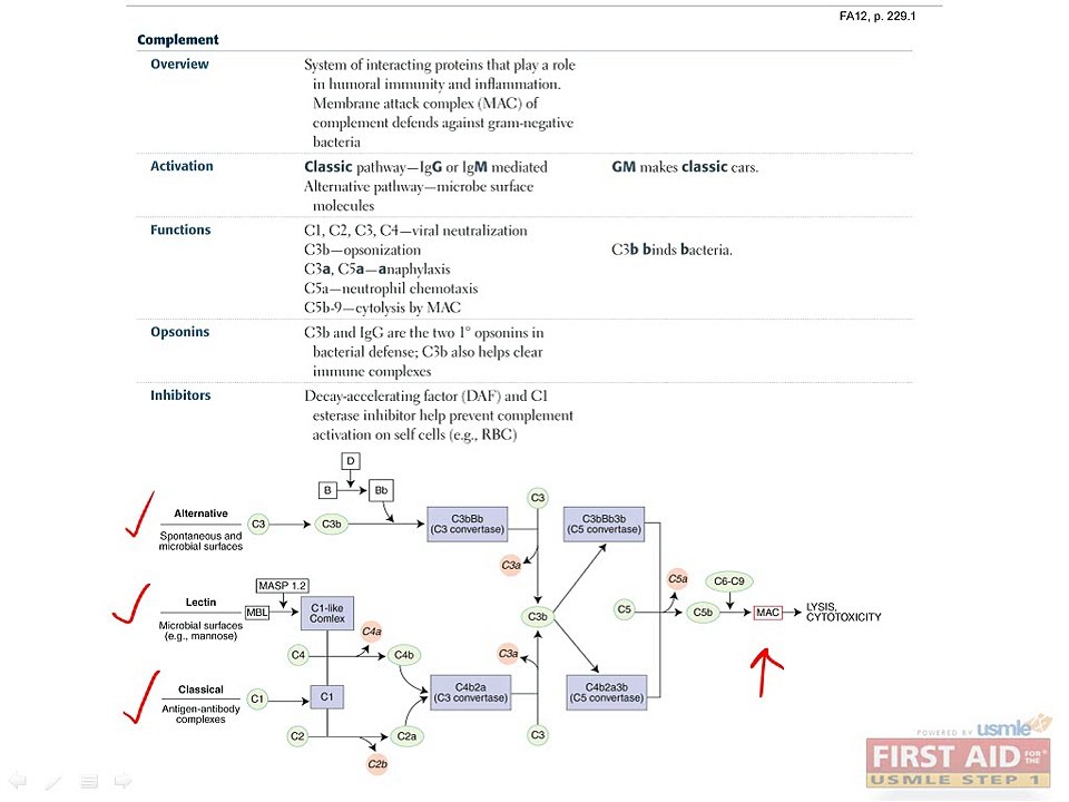 Immunology Immune Responses Part 1