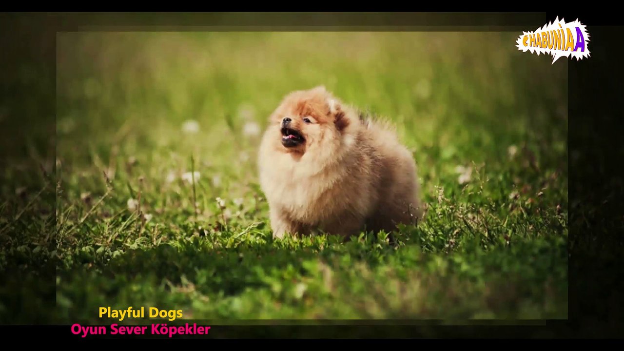Oyunsever Köpekler - Playful Dogs