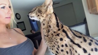 Chat serval qui dit mama
