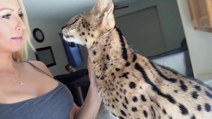 Chat serval qui dit mama