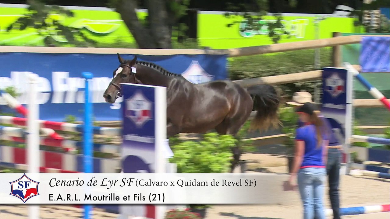 Championnat des Etalons SF 2 & 3 ans - Participants 2015 - Episode 3/6