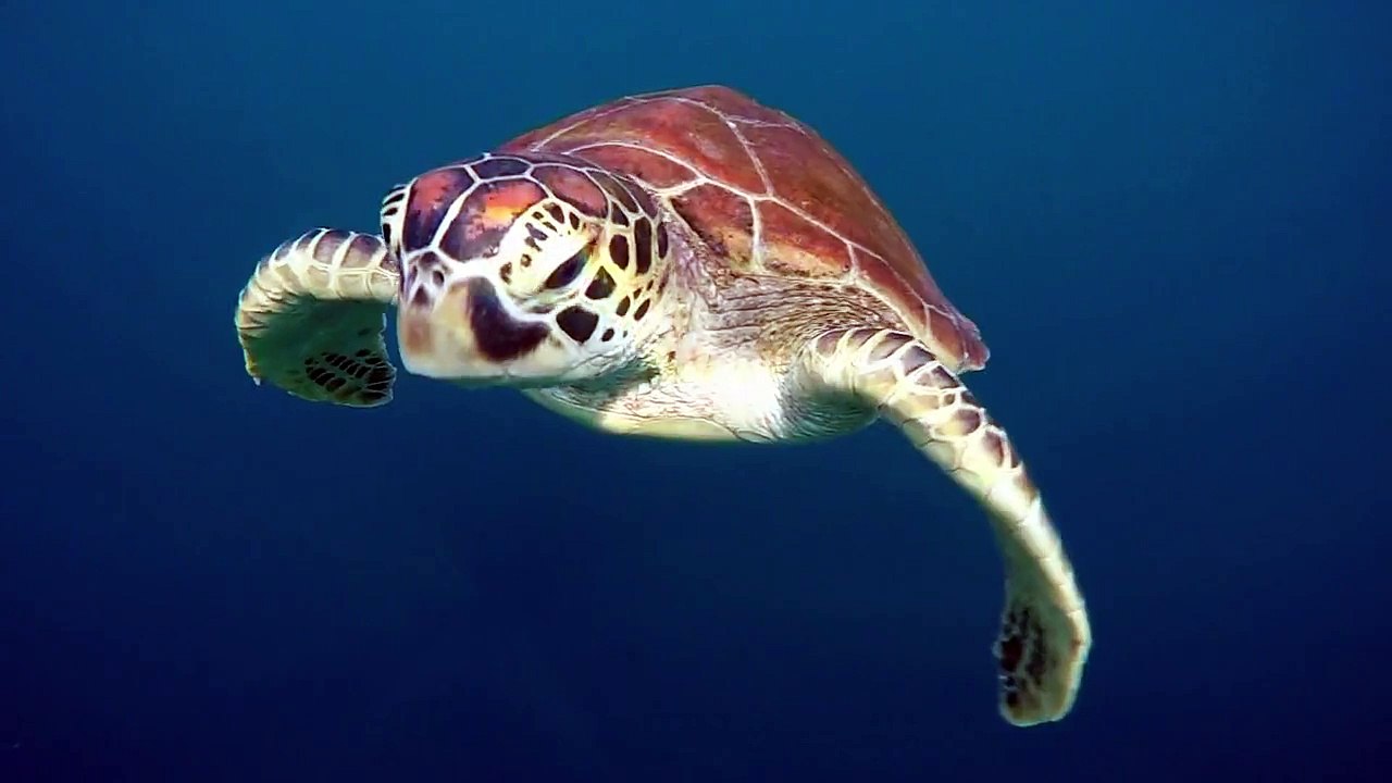 Pura Vida: Quer durch Ecuador - Bande Annonce