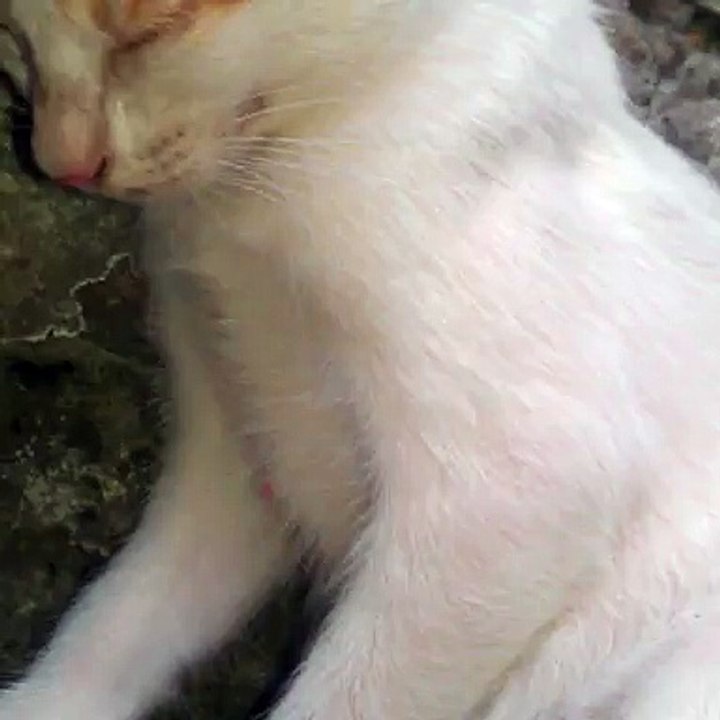 Beautiful Cats