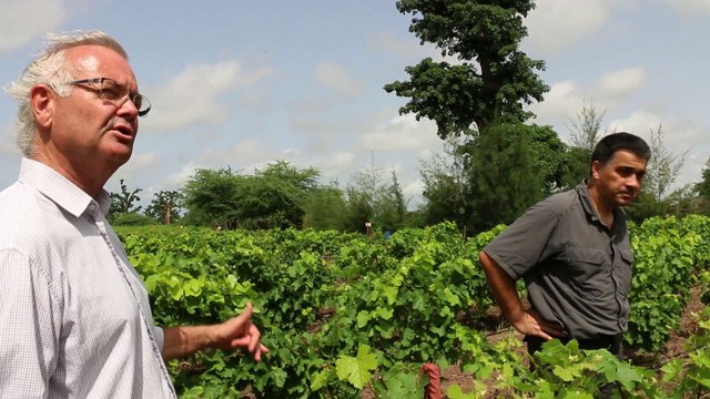 Le Sénégal a désormais son vin