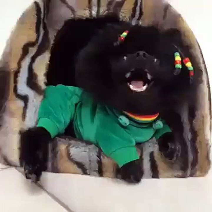 funny Dog