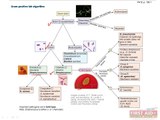 Microbiology Bacteriology Part 1