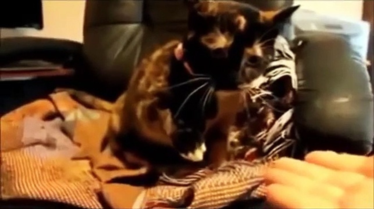 Xem hai dong vat hay nhat cuoi khong ngam duoc mom