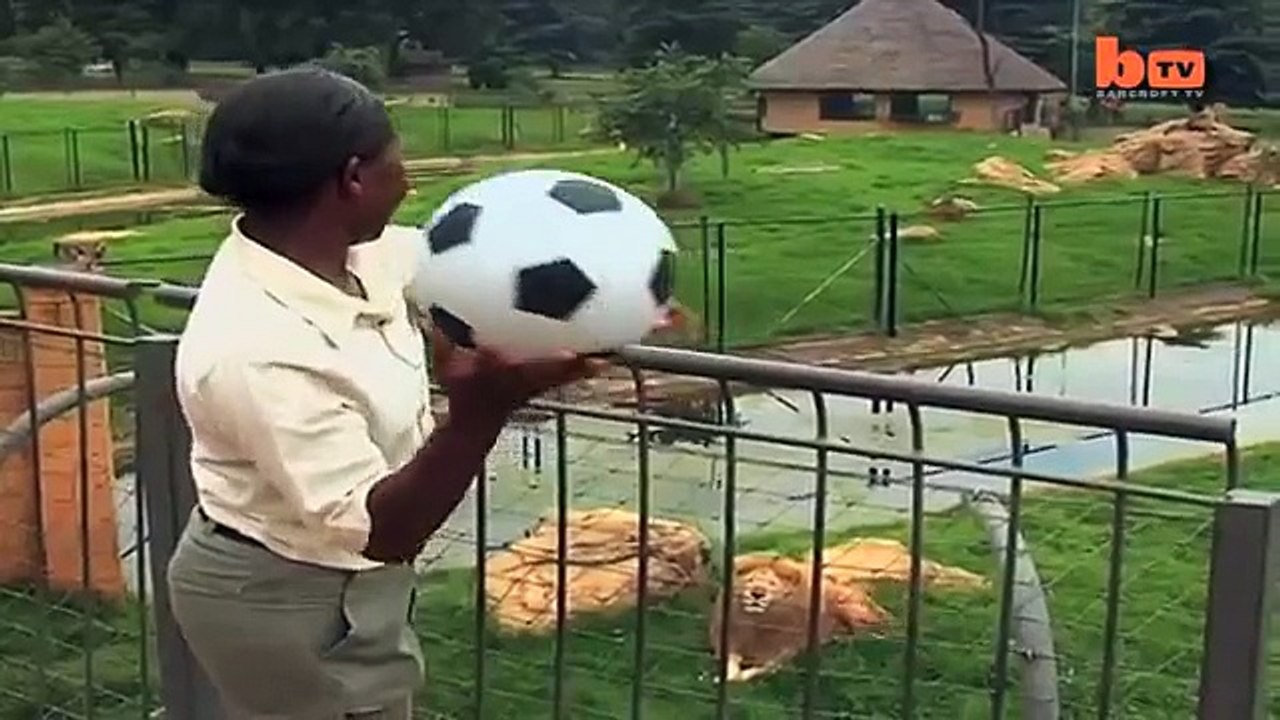 The Lion That Plays Football