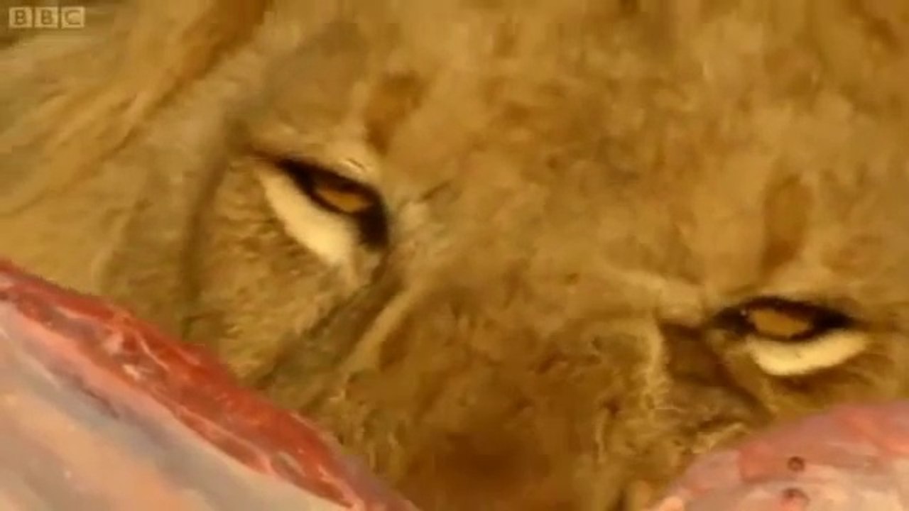 Man vs Lions. Maasai Men Stealing Lion's Food Without a Fight.