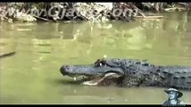 Python vs Alligator  01 -- Real Fight -- Python attacks Alligator
