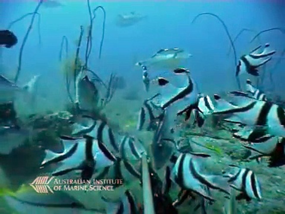 Shark Vs. Sea Snake