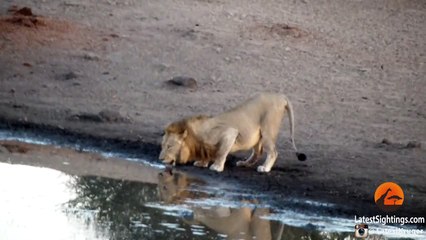 Hippo Kills an Impala That's Stuck in Mud After Lions Chased it