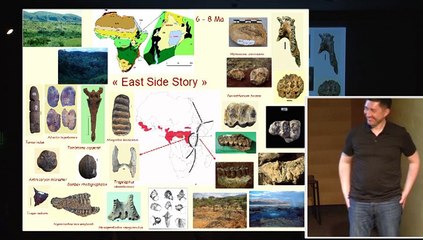 L’évolution des grands singes, qu’apprenons-nous encore aujourd’hui ?