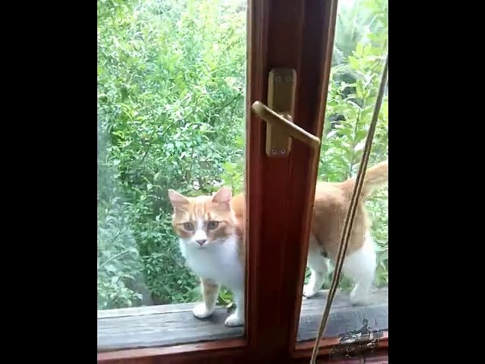 Dışarda kalan kedi, Remaining outside cat