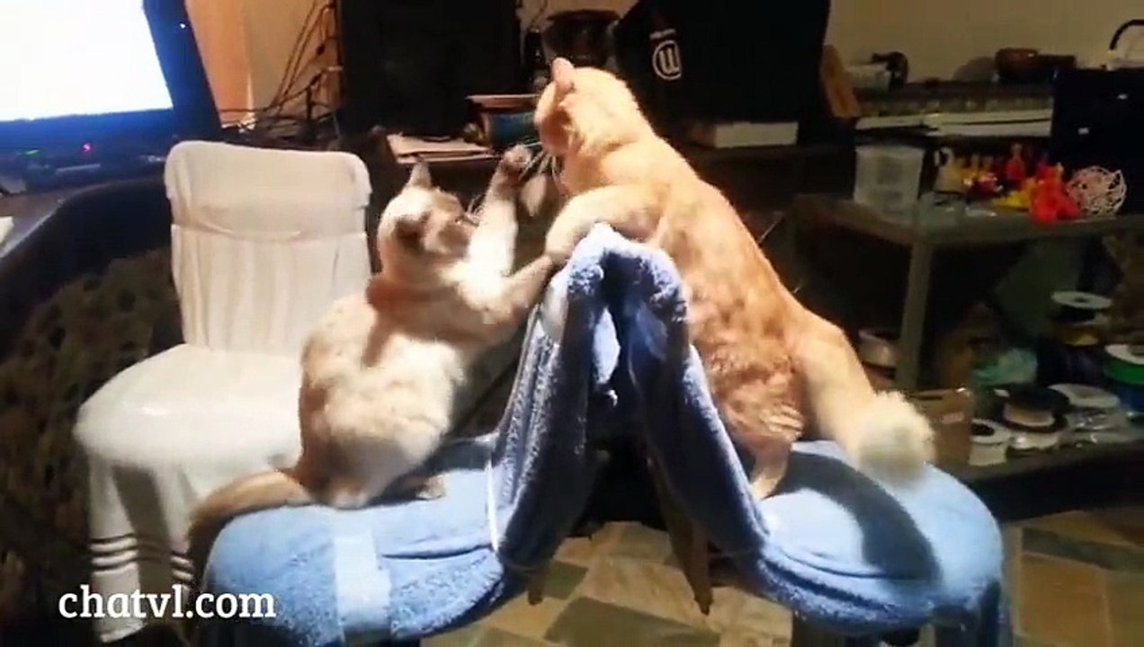 Funny animal compilation 2015 - Cats & Dogs Funny Cute