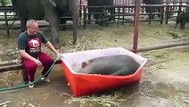 Baby Elephant Enjoying in Water Tub