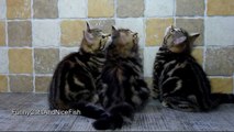 Funny Cats morning exercises for Kittens