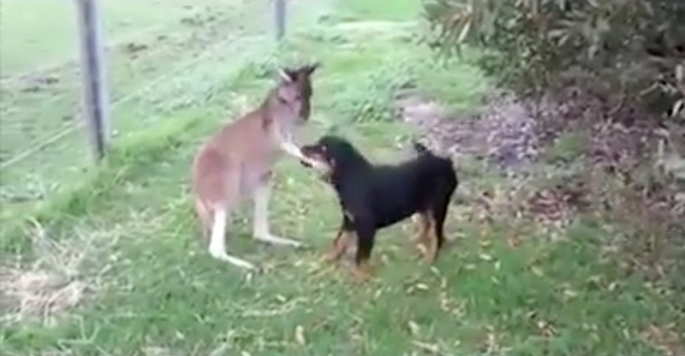 L'amitié improbable entre un kangourou et un chien !