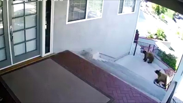 Un petit bulldog courageux chasse deux ours bruns