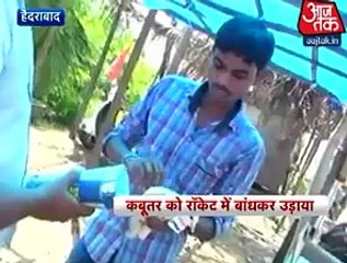 Video of what Indian People doing to Pigeon