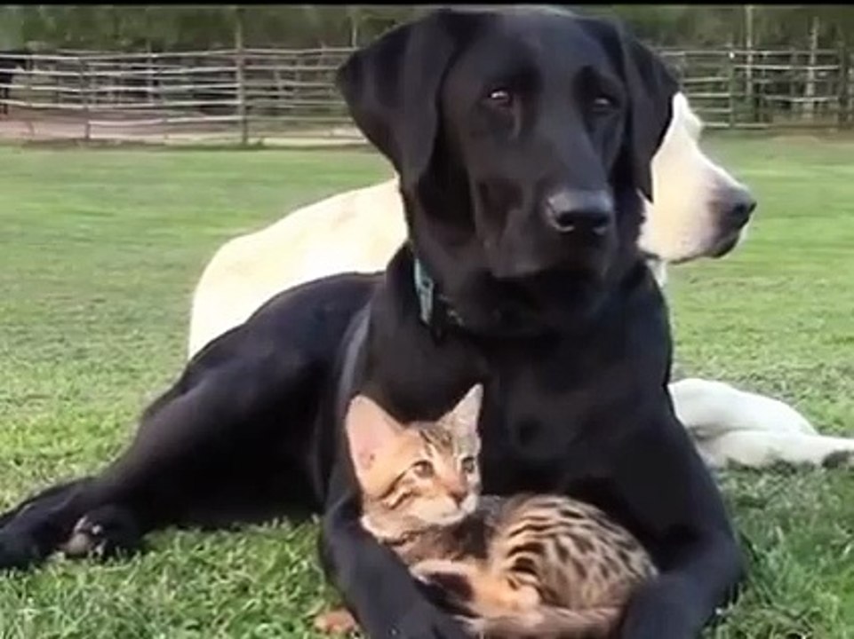 Love Between Dog And Cat