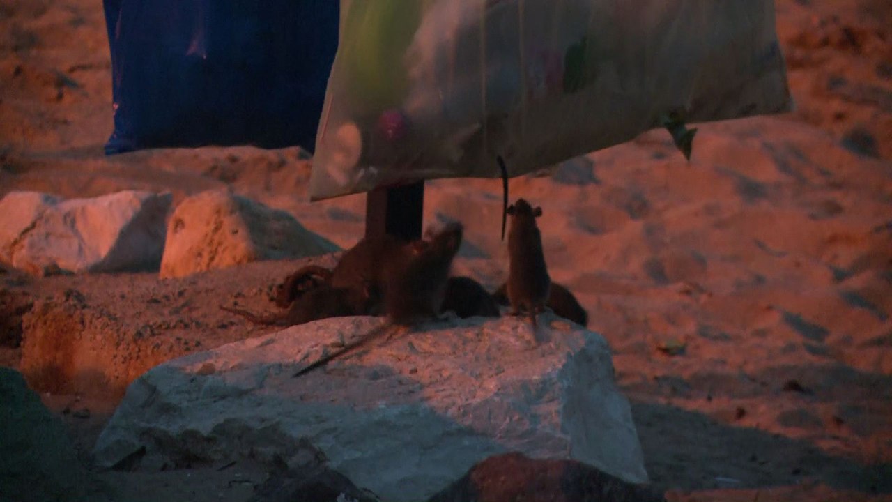 Après les inondations, des rats par dizaines sur les plages