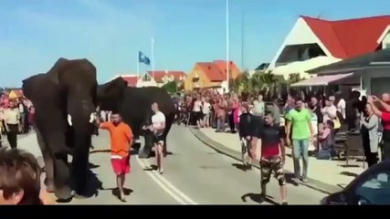 Elephant attacked cars.