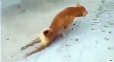 Pet Dog Make Fool with People