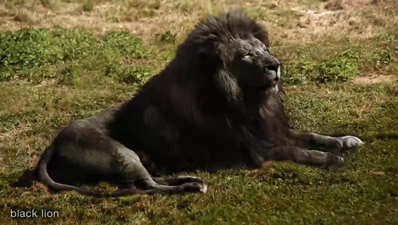 Black Lion and Most Strange_ Weirdest and Rarest Animals in the ...