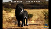 BLACK LIONS MYTH & other Real Lion Hybrid Facts