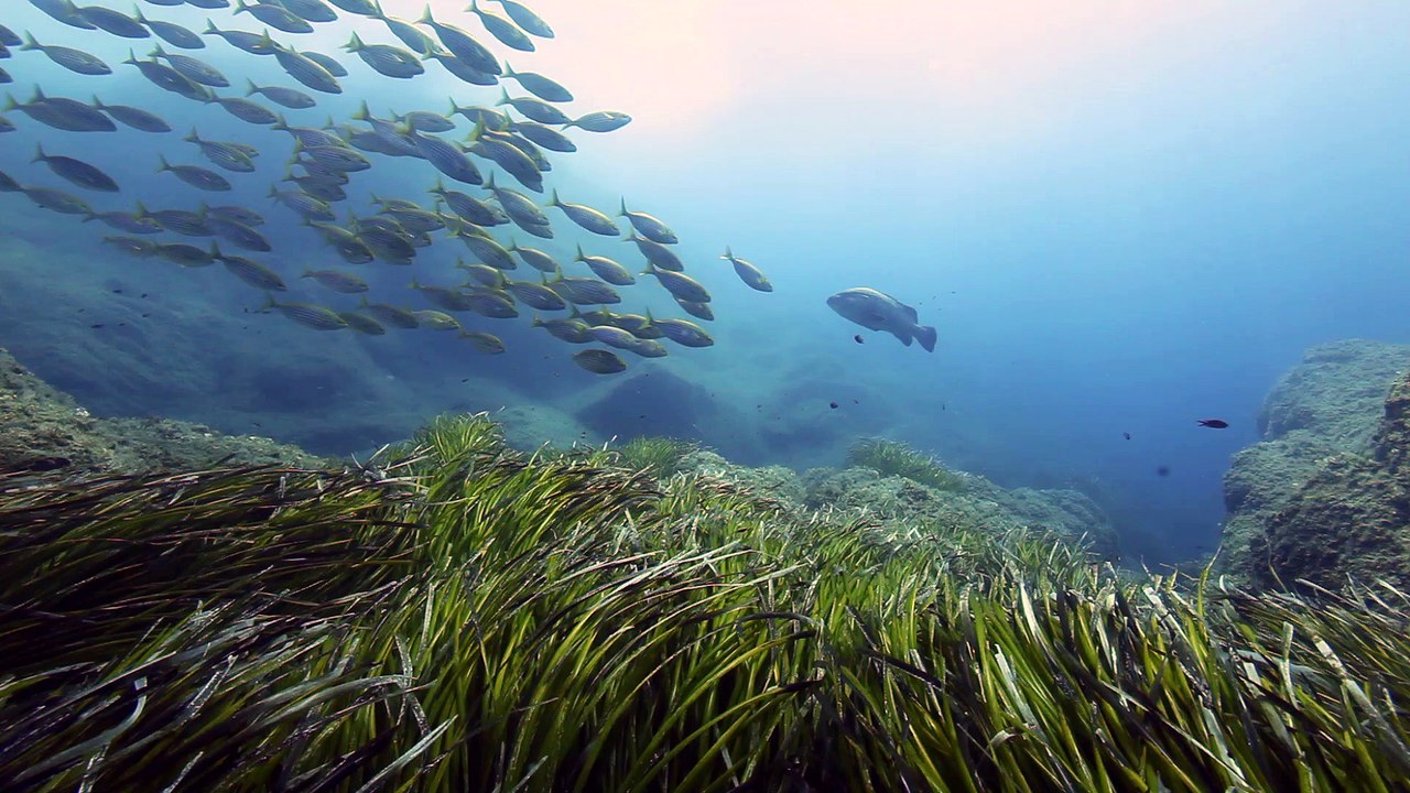 Plongée Port Cros 2015 Gabinière #LELONG