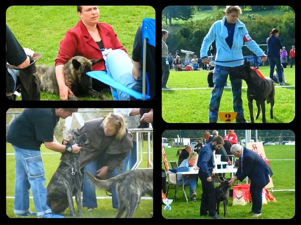 Nationale d'Elevage du "Bergers Hollandais Club de France" 2015