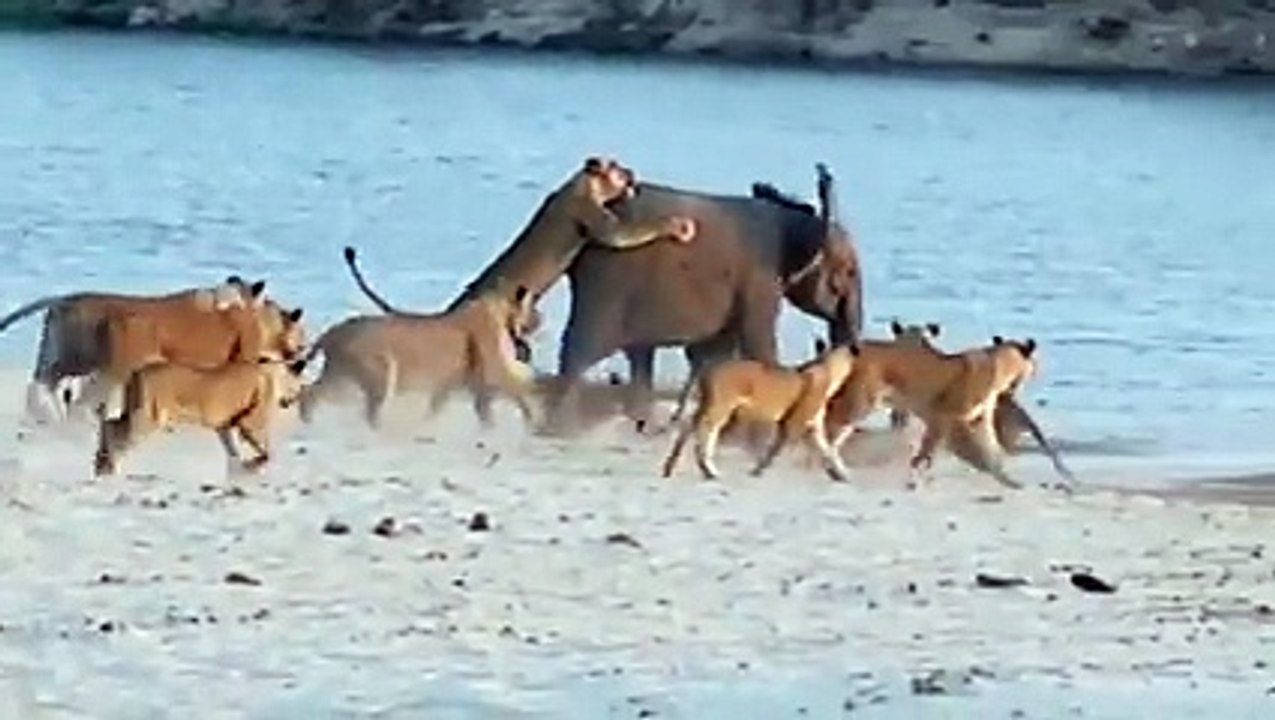 Baby Elephant Fight for his Life with Lions