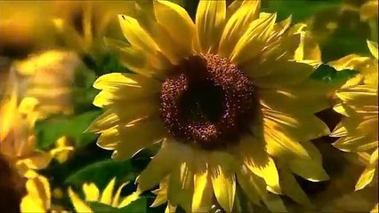 the most beautiful Quran Recitation__ Heart Touching __ Really emotional __by hafiz farrukh