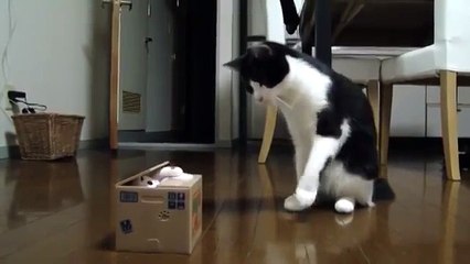 Кот не отходил три дня от Игрушки