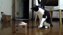 Кот не отходил три дня от Игрушки