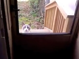 Кот пытается что то сказать