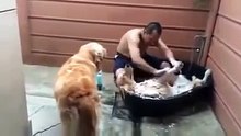 Собака   кайфовака