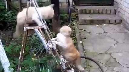 Compilation Funny Cats Videos 5 Minutes 2015 [ Funny Cat HD ]