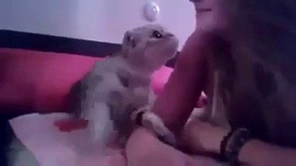 Cat Playing With the Girl