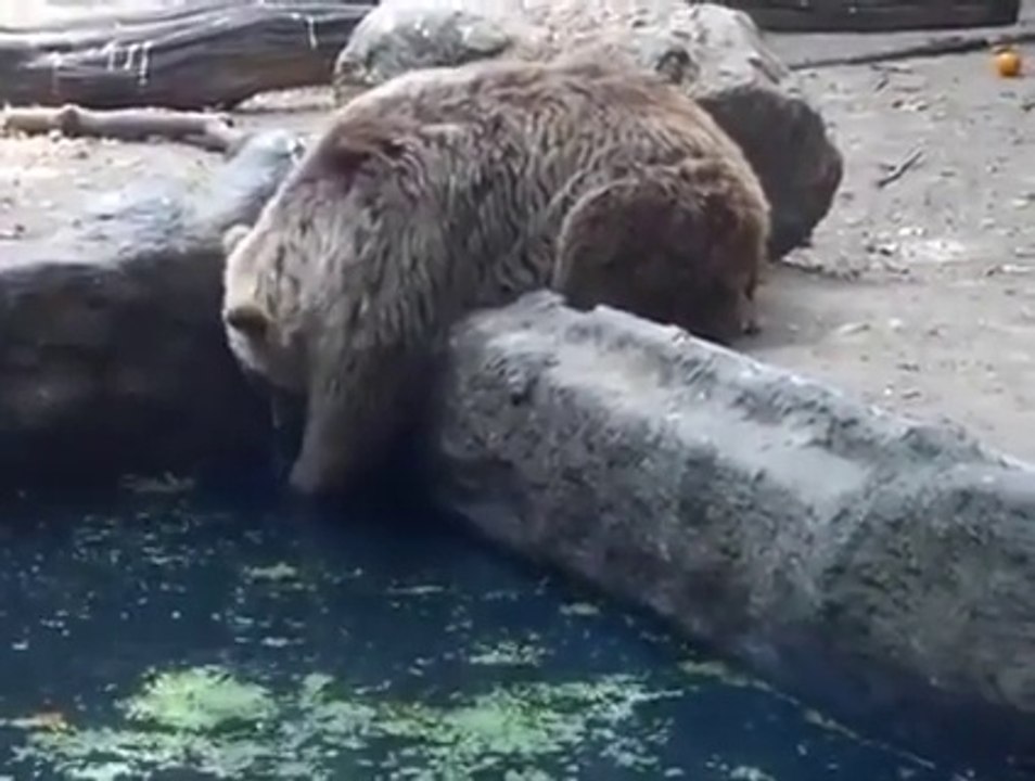 BEAR SAVES CROW FROM DROWNING