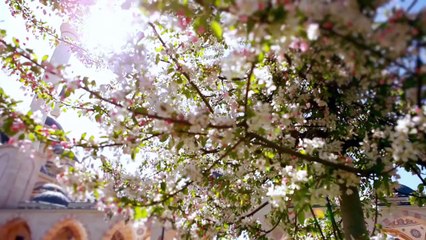 -------Mishari-Rashid-Al-Afasy-by hafiz farrukh