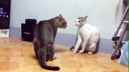 Cats Fight Upload By Raheel Heera